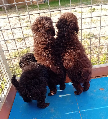 de la vallée des crocs blancs - Caniche - Portée née le 11/09/2024