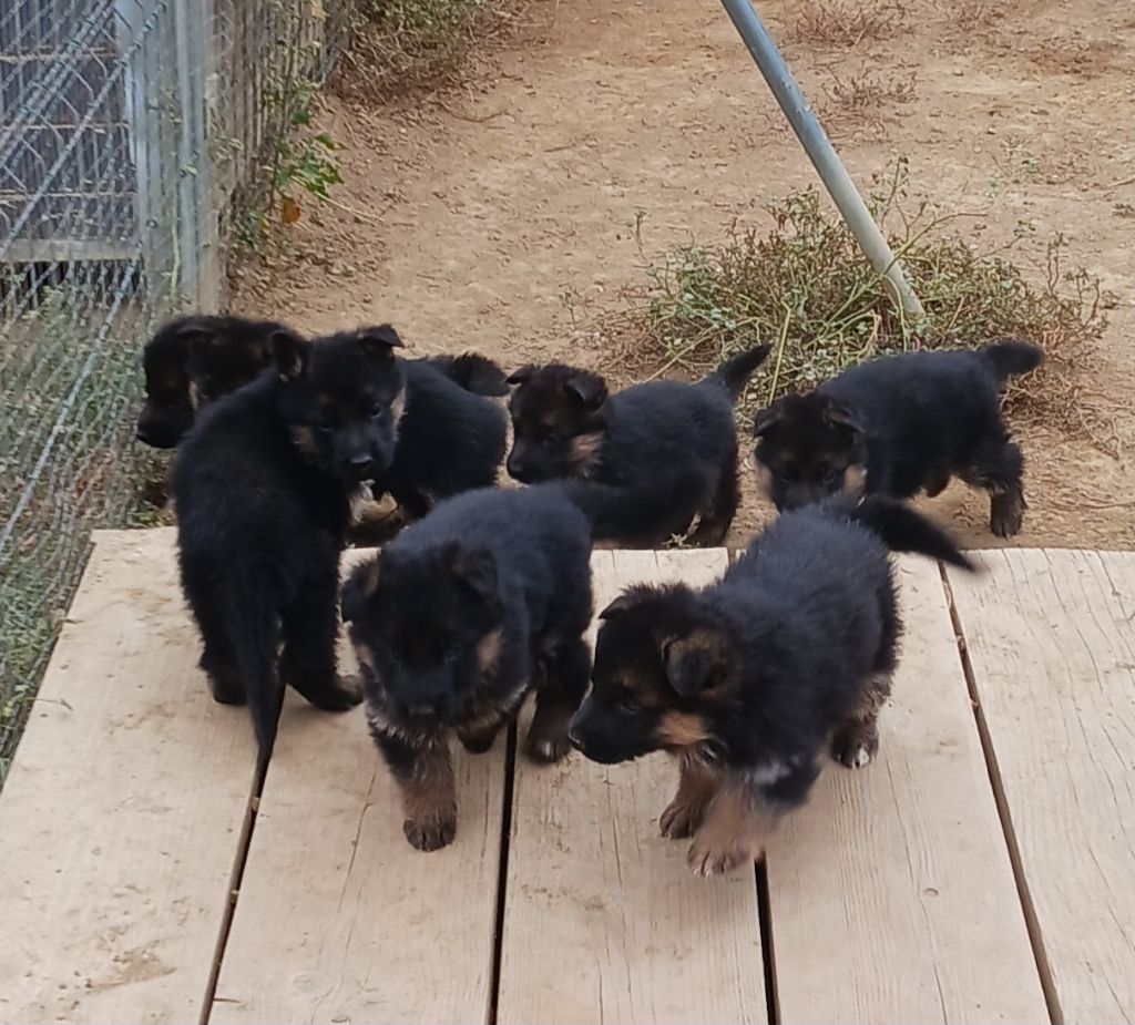 chiot Berger Allemand de la vallée des crocs blancs