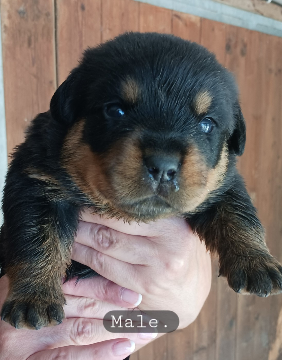 de la vallée des crocs blancs - Chiots disponibles - Rottweiler