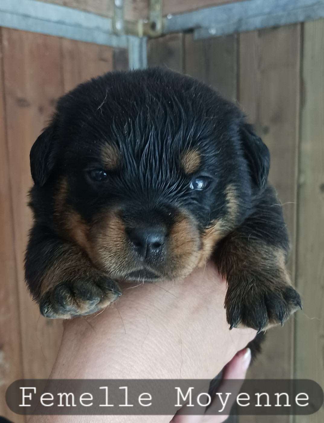 de la vallée des crocs blancs - Chiots disponibles - Rottweiler