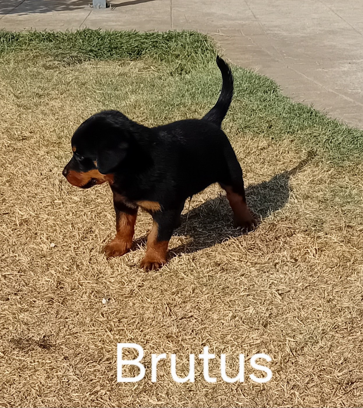 de la vallée des crocs blancs - Chiots disponibles - Rottweiler