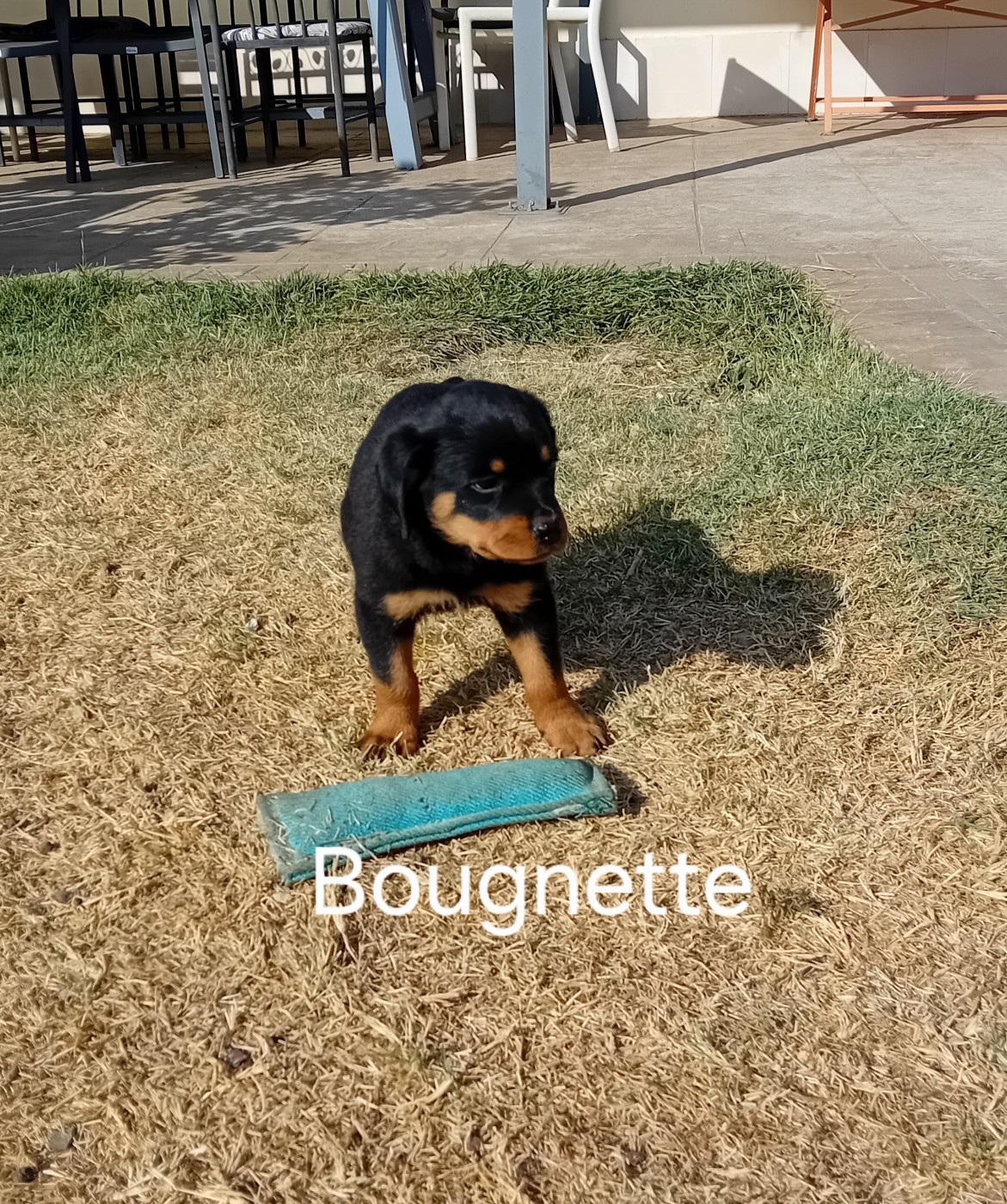 de la vallée des crocs blancs - Chiots disponibles - Rottweiler