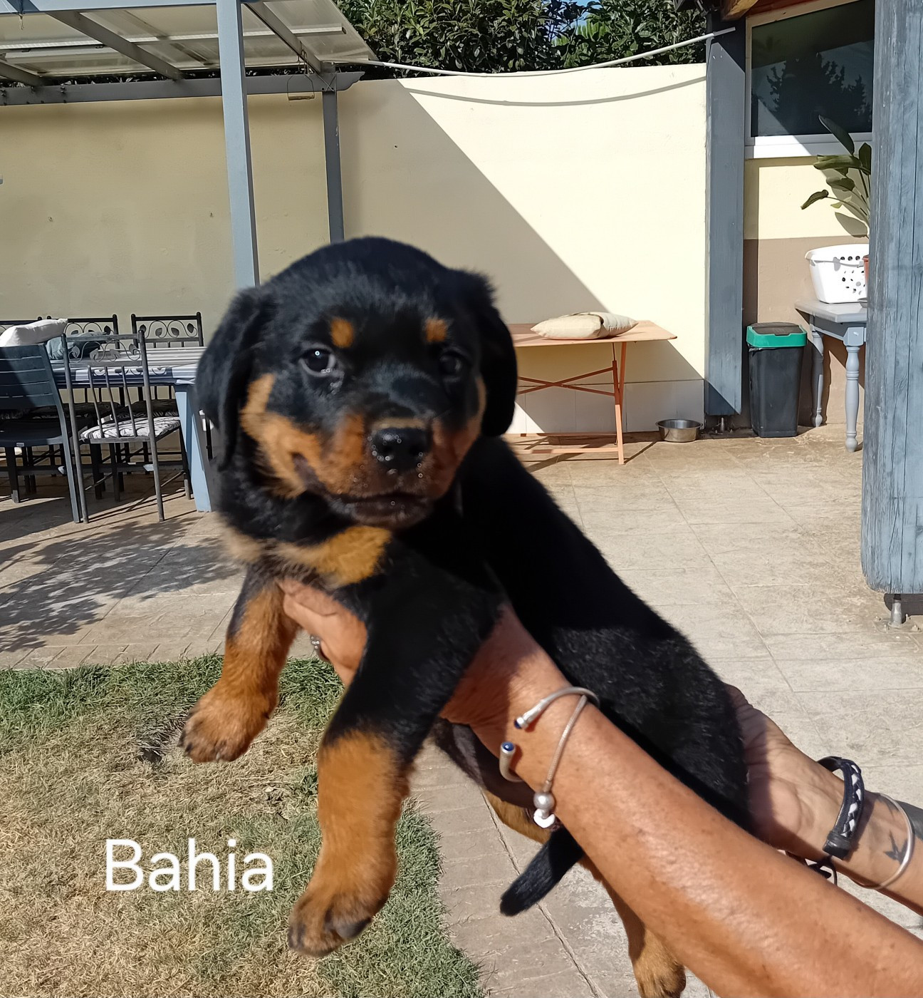 de la vallée des crocs blancs - Chiots disponibles - Rottweiler