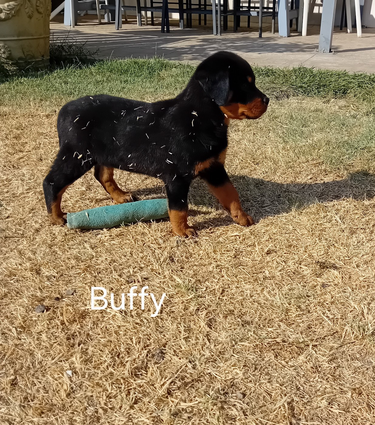 de la vallée des crocs blancs - Chiots disponibles - Rottweiler