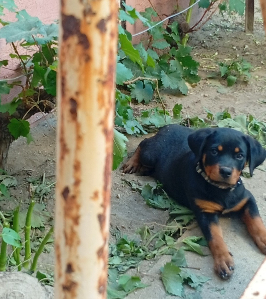 de la vallée des crocs blancs - Chiots disponibles - Rottweiler
